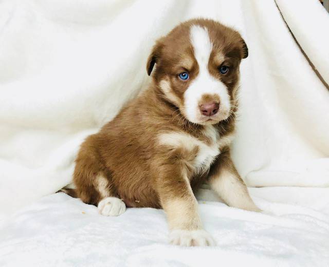 Concerned about our puppy. 391aec10