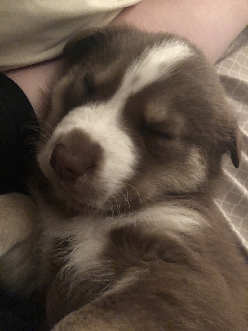 Concerned about our puppy. C122a710