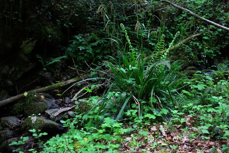 12. La forêt splendide en tenue de printemps (Najac) 310