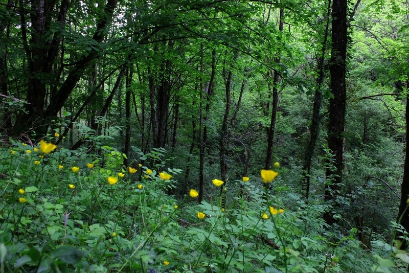 12. La forêt splendide en tenue de printemps (Najac) 710