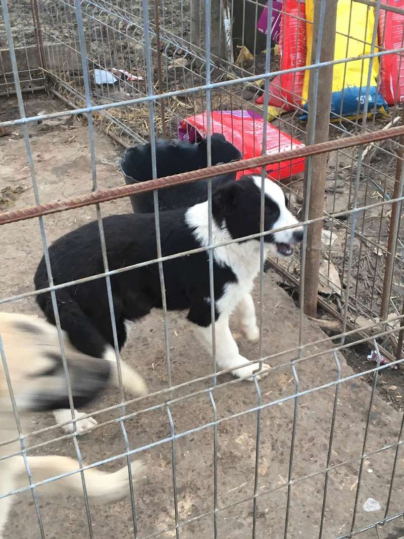  DRAGOS ex VALY / chiot male /Né vers NOV 2017/TAILLE MOYENNE ADULTE/adopté en attente de rapatriement 30226610