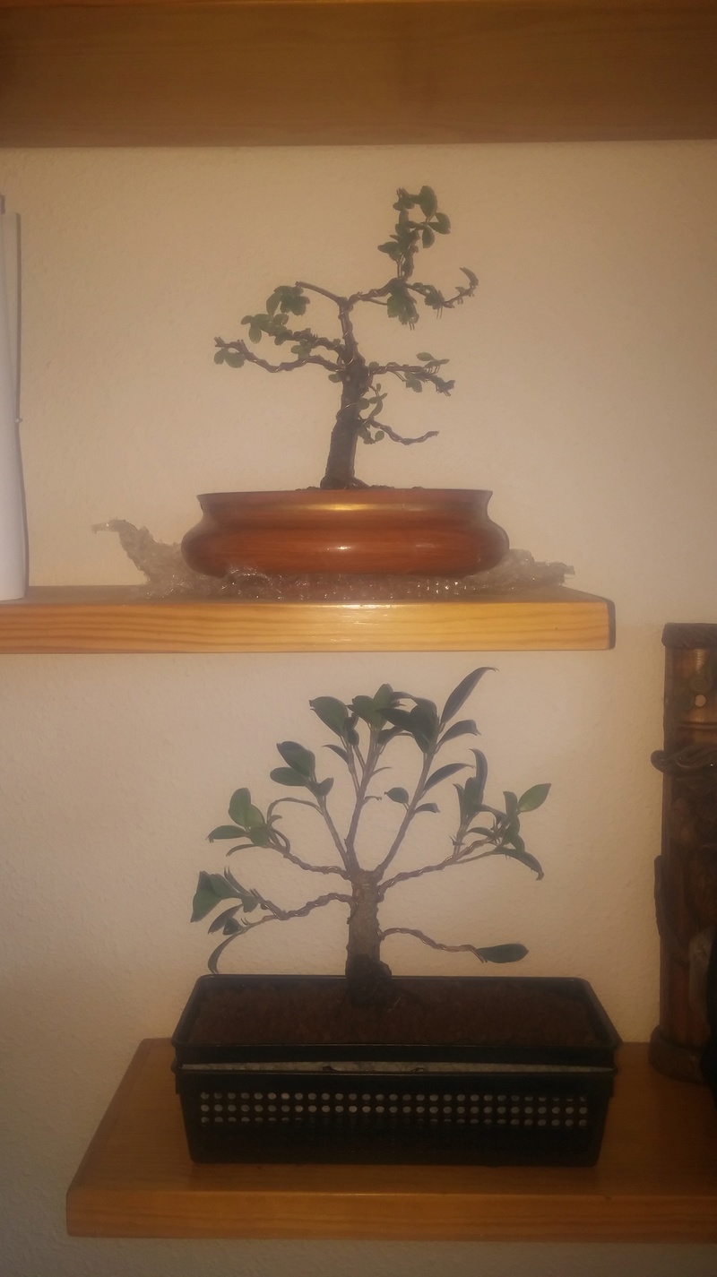 Regalo de mi primer Ficus y primer olmo (Ya Trabajados) 20180310