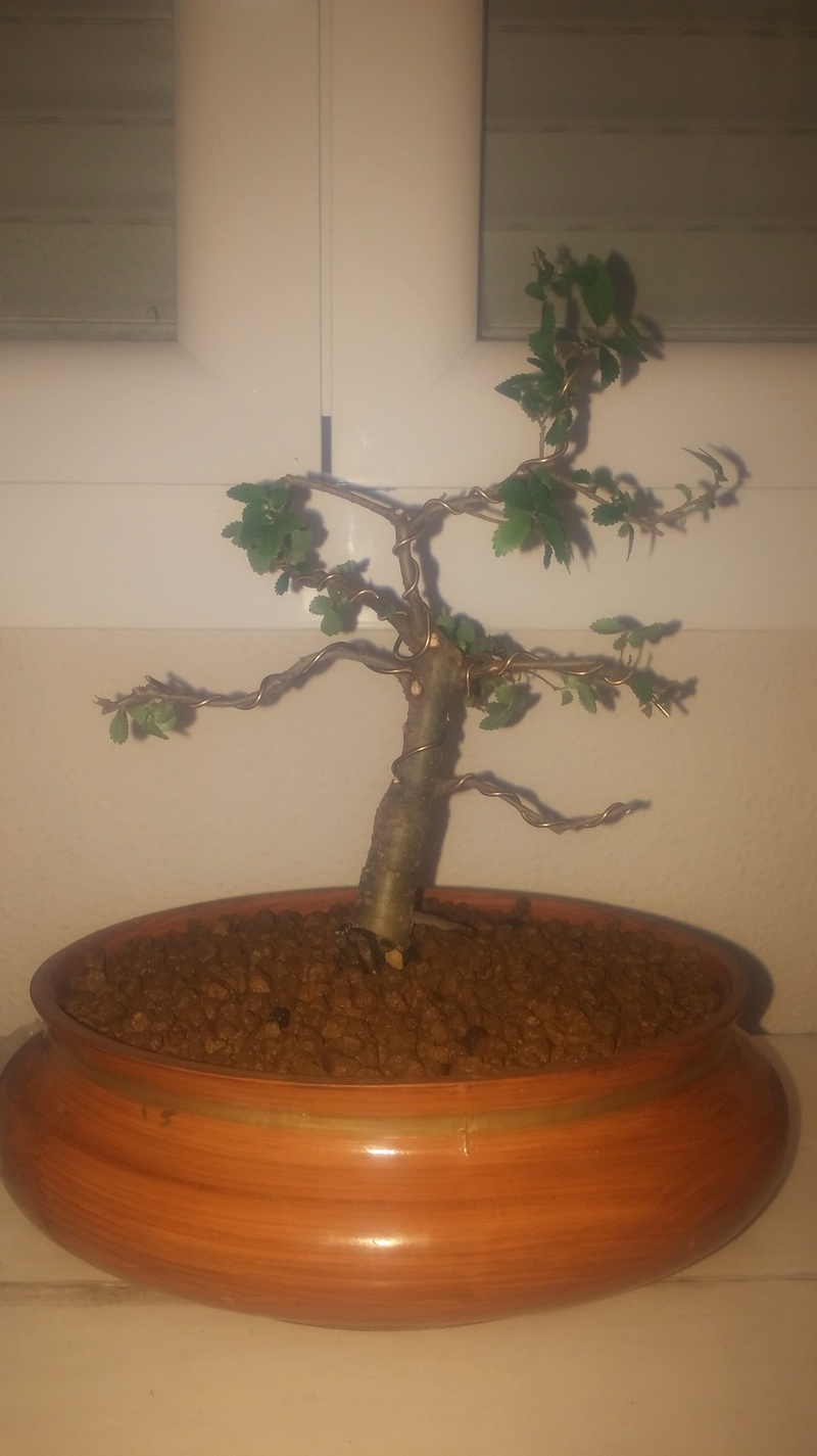 Regalo de mi primer Ficus y primer olmo (Ya Trabajados) 20180311