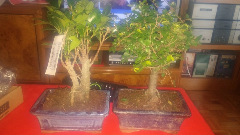 Regalo de mi primer Ficus y primer olmo (Ya Trabajados) Img-2010