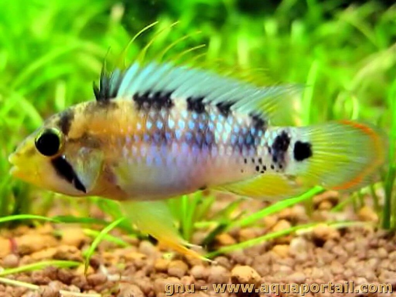 Apistogramma baenschi Apisto15