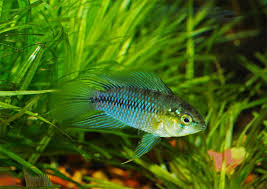 Apistogramma borellii Borell10