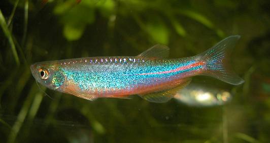 Danio albolineatus Danio arc-en-ciel Brachy10