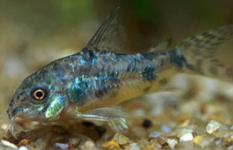 Corydoras poivre ( paleatus ) Cory_p10