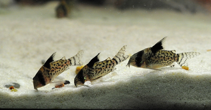 Corydoras leucomelas Corydo14