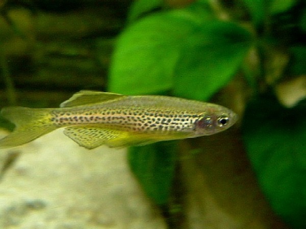 Danio frankei Danio léopard Danio-10