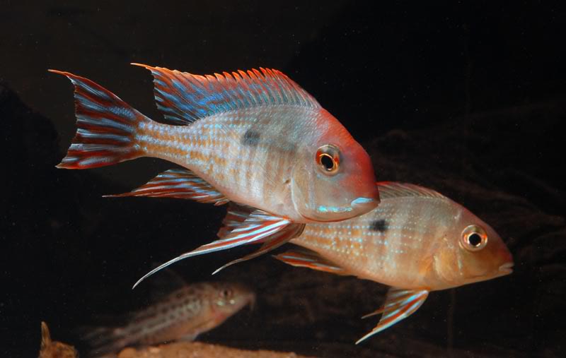 Geophagus sp. red head Geo_sp10