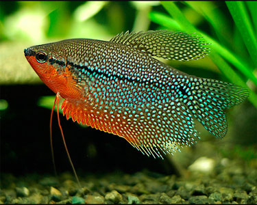 Trichogaster leeri Gourami perlé Gouram10