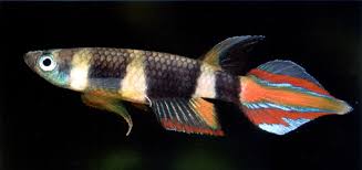  Epiplatys annulatus Killie clown Killie10