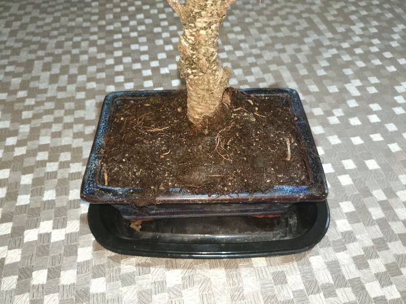 Ficus Retusa Img_2012