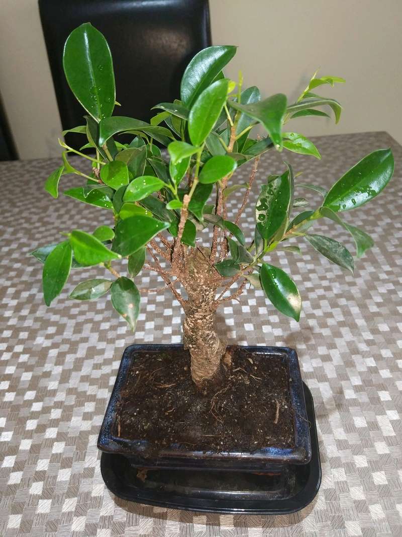 ficus - Ficus Retusa Img_2013