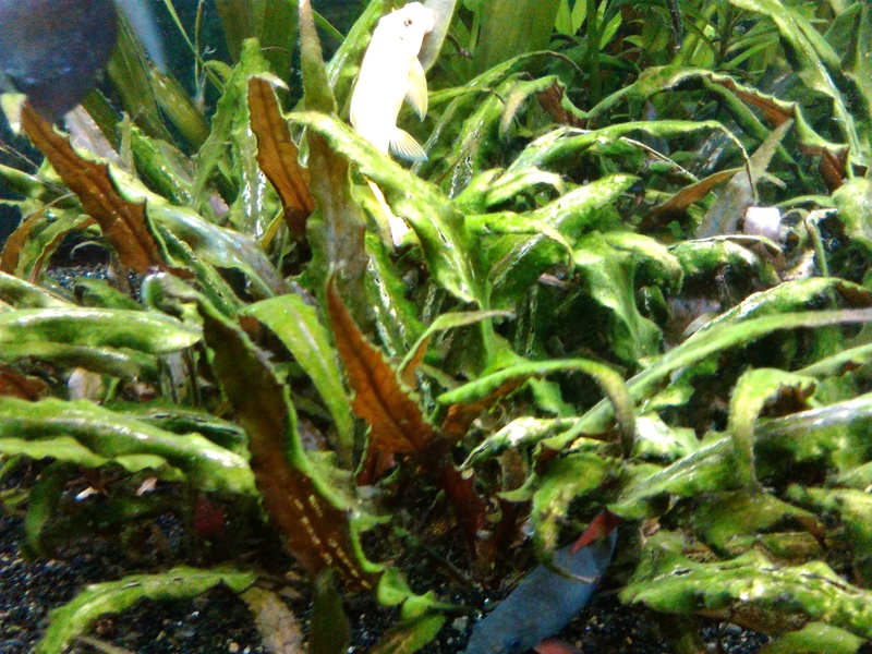 besoin d'aide pour identifier mes algues Img_2011