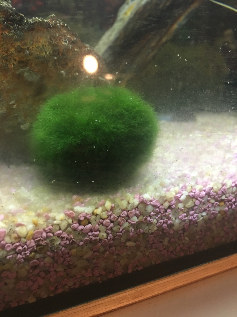 Petite boule blanche dans mon aquarium 4eadff10
