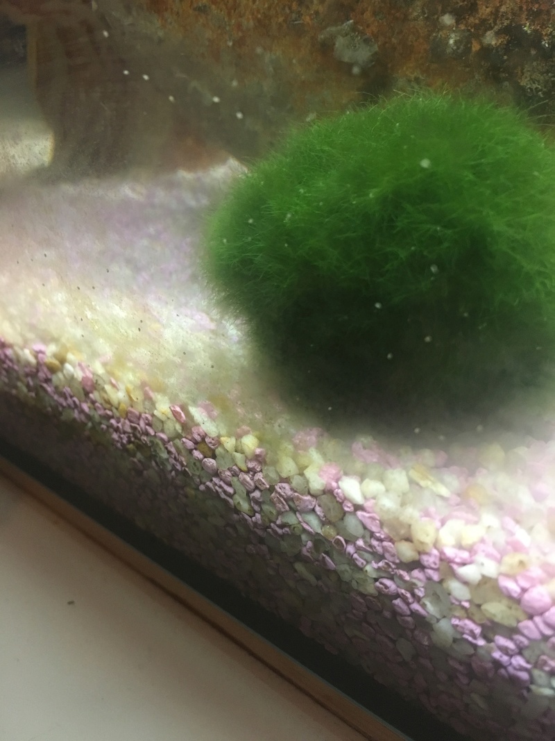 Petite boule blanche dans mon aquarium  95af3010