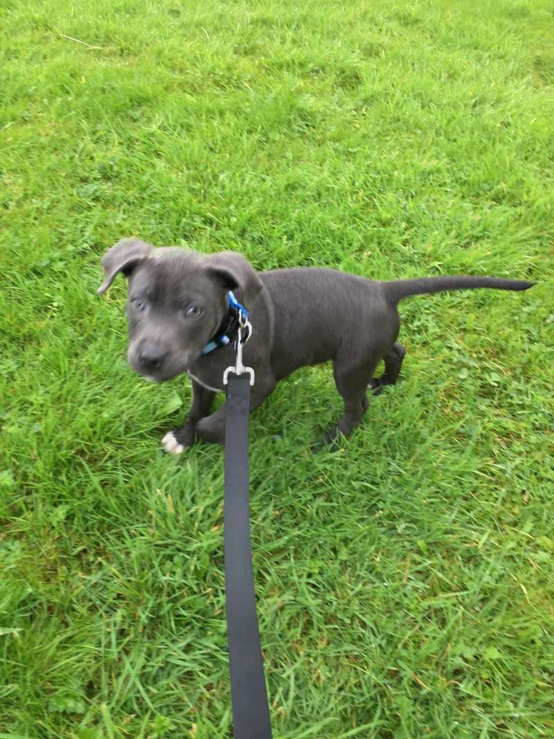Buddy - From 8 Weeks to 8 Months 29898510