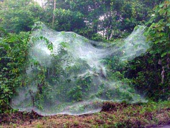Retour sur les araignées peuplant la planète Eternia • Anoles10