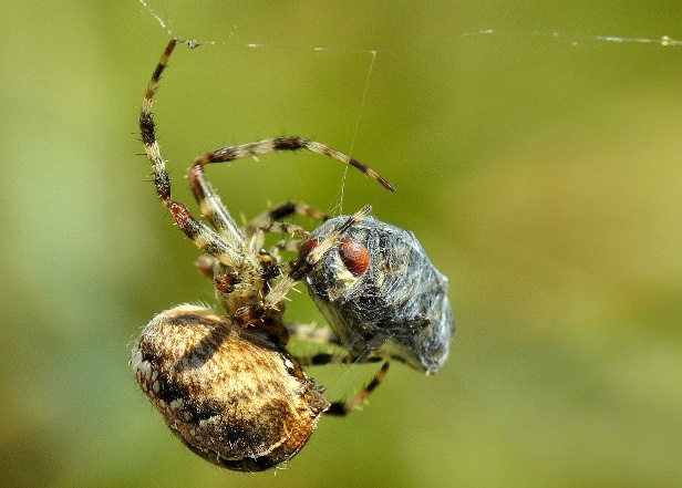 Retour sur les araignées peuplant la planète Eternia • Epeire10