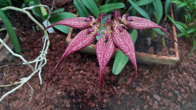 Bulbophyllum - le genre 20180311