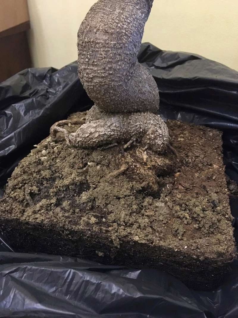 Ficus Retusa Img-2022