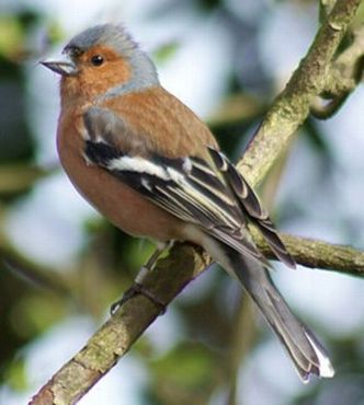 des informations générales Oiseau10