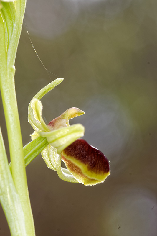 Ophrys sphegodes? O_sphe16