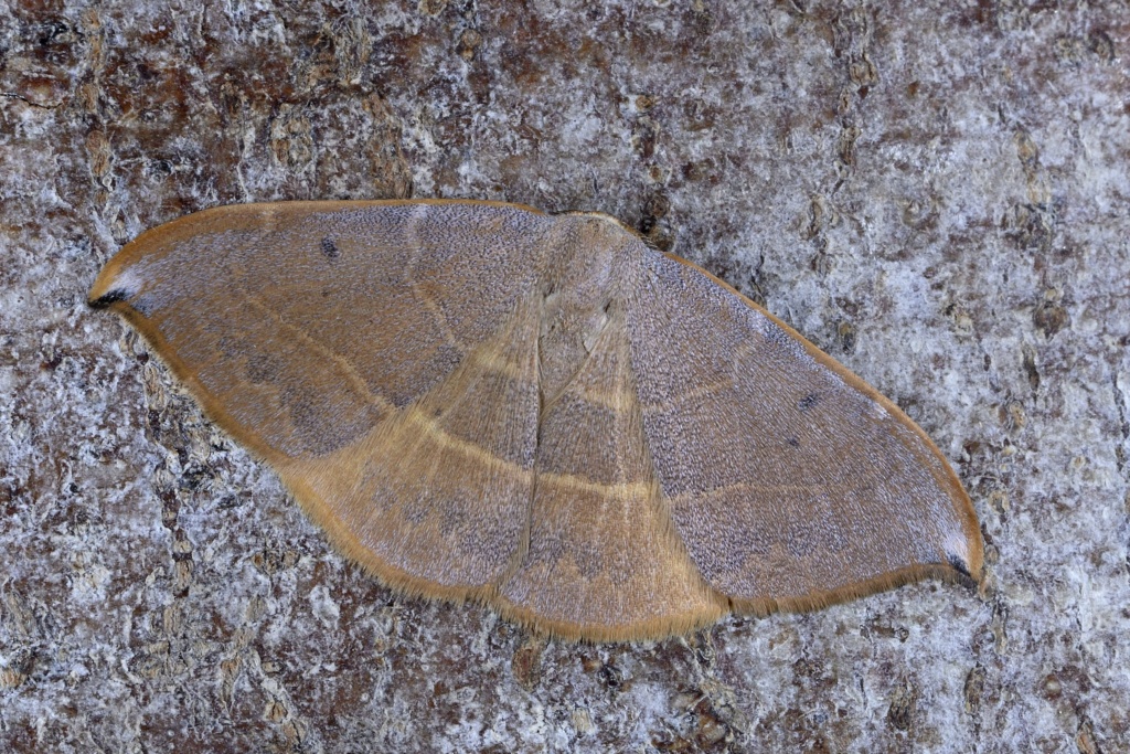 Identification lépidoptère : Watsonella binaria ? _dsc0213
