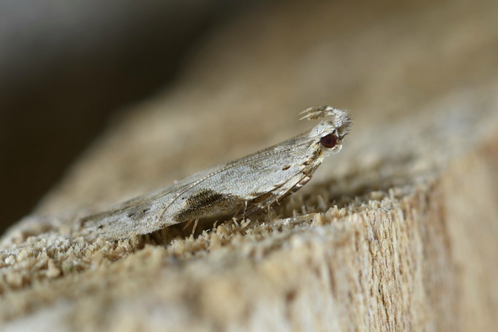 pour les microphiles : Psoricoptera gibbosella _dsc1511