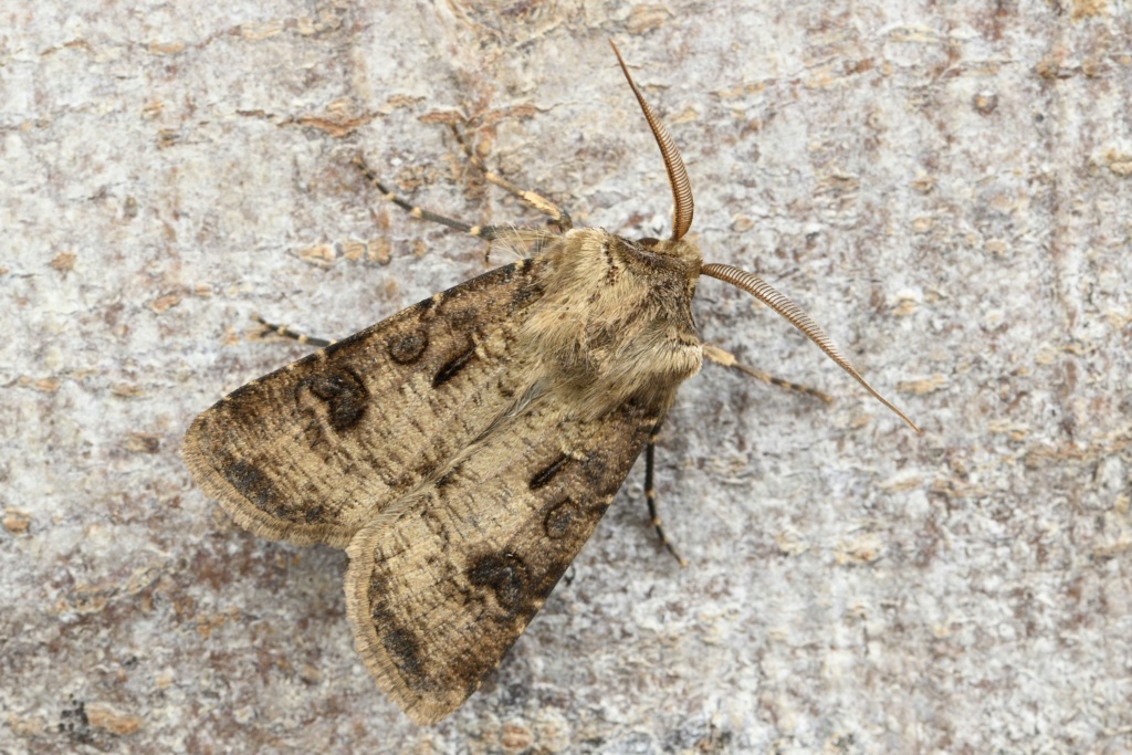 Premier Agrotis clavis de l'année et Soparia basistrigalis plus que probable  _dsc2010