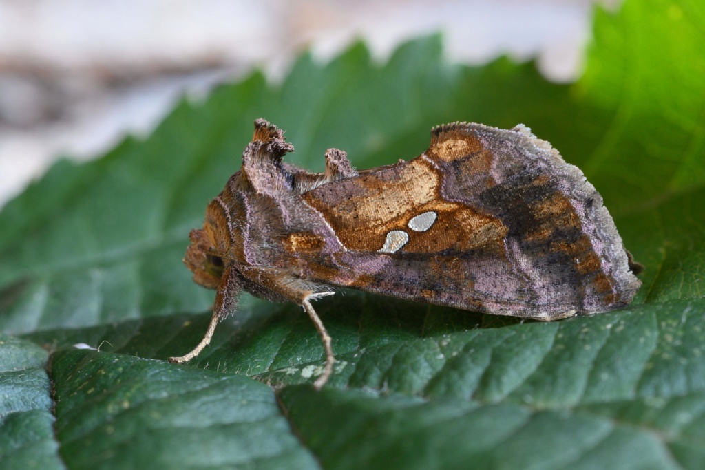 Chrysodeixis chalcites _dsc3410