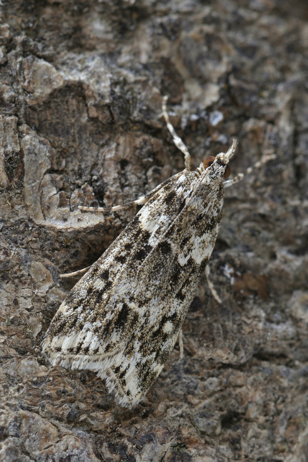 Eudonia lineola _dsc5513