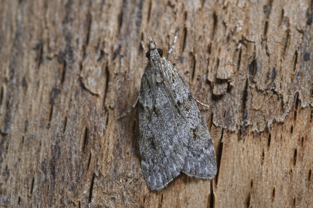 scoparia subfusca _dsc6112