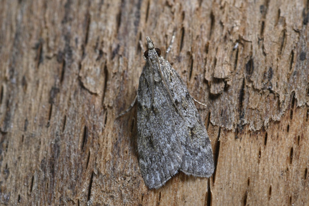 [Scoparia subfusca] scoparia subfusca à Plérin _dsc6112