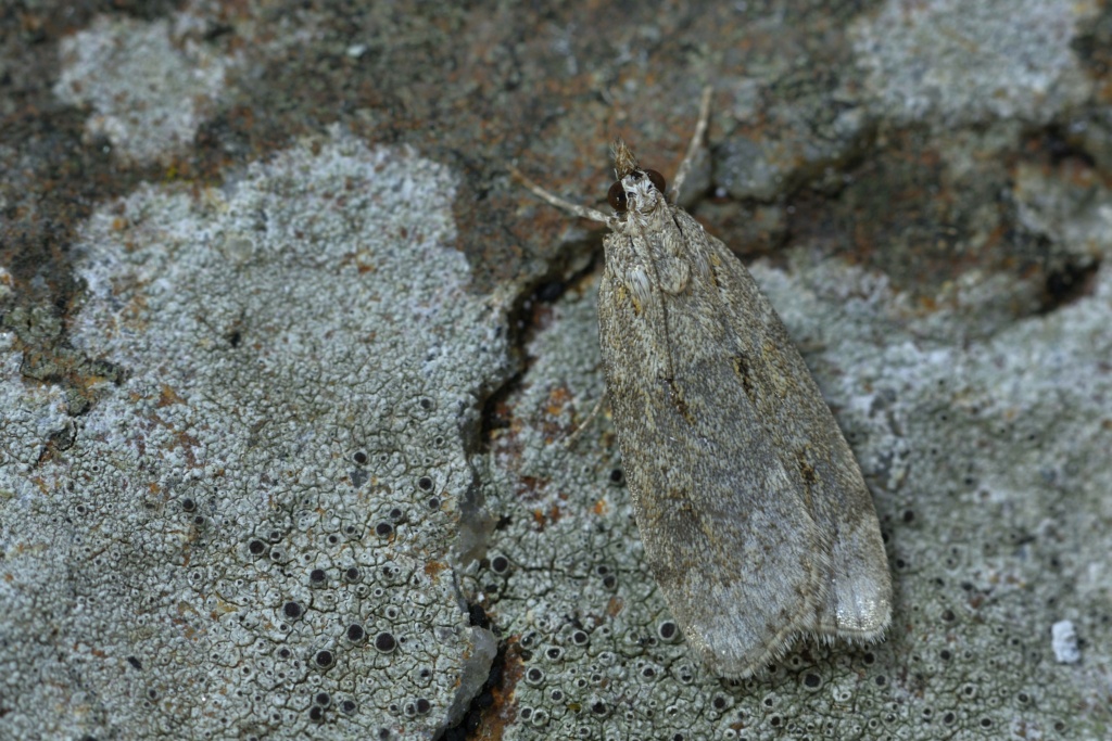 Scoparia subfusca et sa plante hôte Picris hieracioides _dsc7810