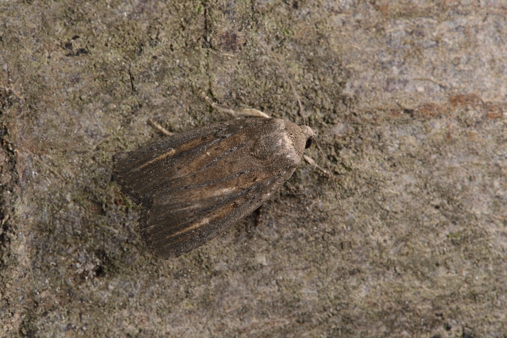 Souvenir de crozon pour les absents : Agonopterix nervosa, Dicallomera fascelina, Bena, Polia nebulosa, Comibaena bajularia, Eucosma campoliliana, Pempelia palumbella, Stenoptilia, Athetis hospes, Atheti10