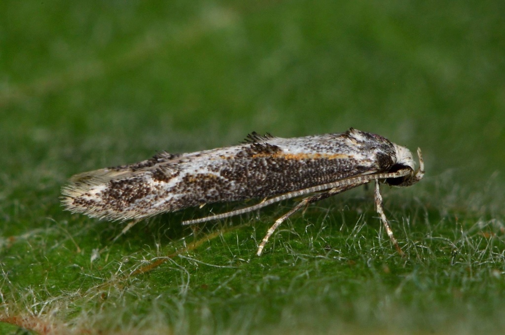 Blastodacna Blasto10