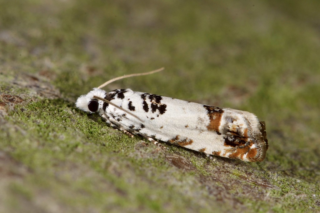 Souvenir de crozon pour les absents : Agonopterix nervosa, Dicallomera fascelina, Bena, Polia nebulosa, Comibaena bajularia, Eucosma campoliliana, Pempelia palumbella, Stenoptilia, Athetis hospes, Eucosm11