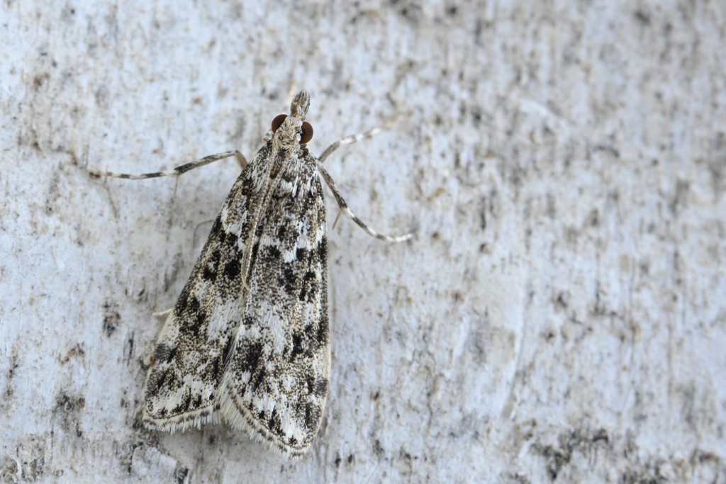 Eudonia delunella Eudoni10