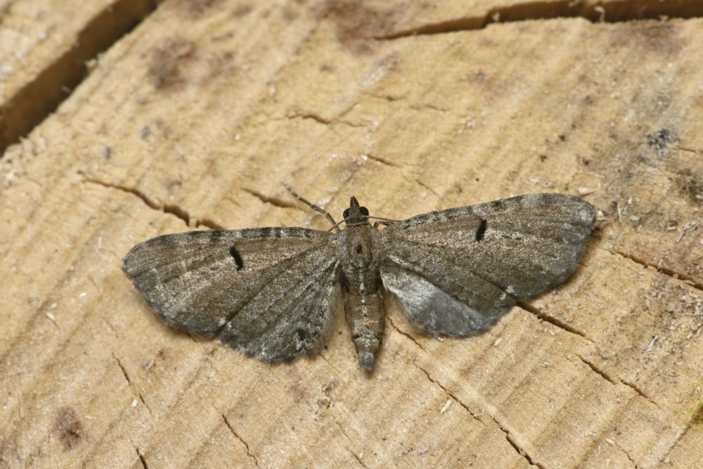 eupithecia - Eupithecia assimilata et tantillaria Eupith14