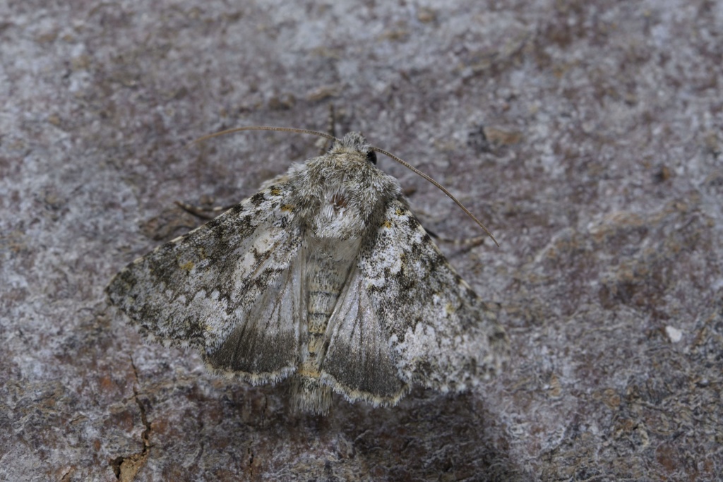 Hecatera dysodea Hecate10
