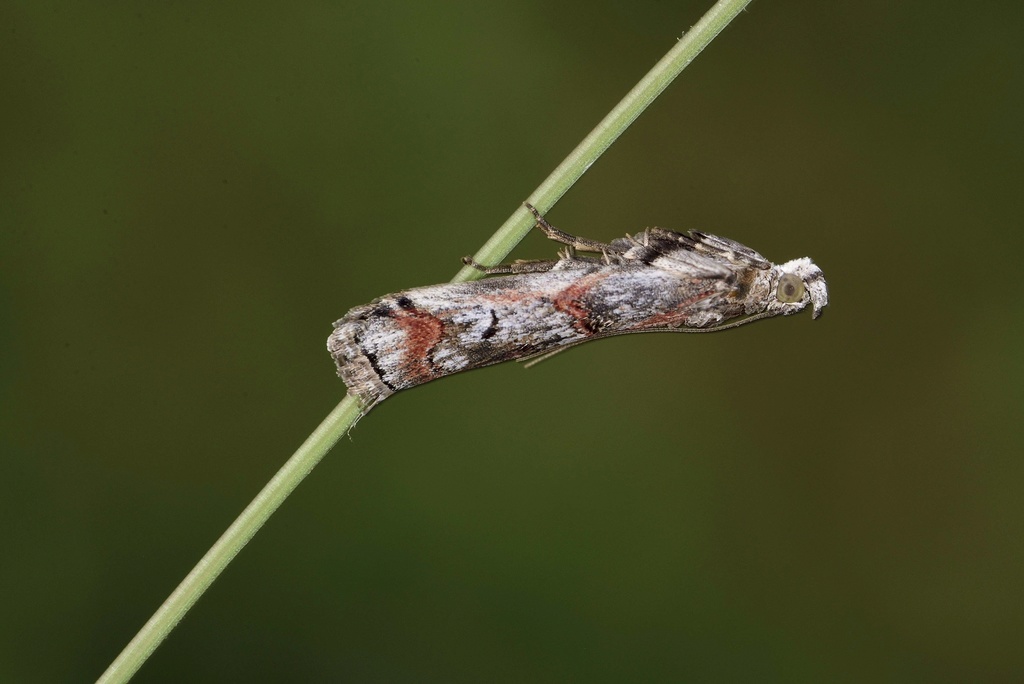 Souvenir de crozon pour les absents : Agonopterix nervosa, Dicallomera fascelina, Bena, Polia nebulosa, Comibaena bajularia, Eucosma campoliliana, Pempelia palumbella, Stenoptilia, Athetis hospes, Pempel10