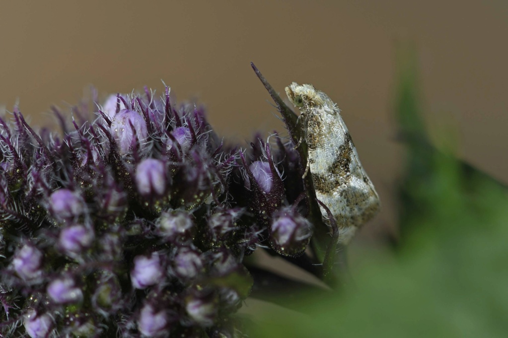 à voir dans les marais en ce moment : Chilo phragmitellus, Globia sparganii, Phalonidia manniana Phalon10