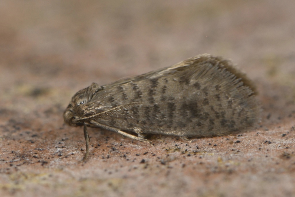 Psychidae : Luffia lapidella Psychi10