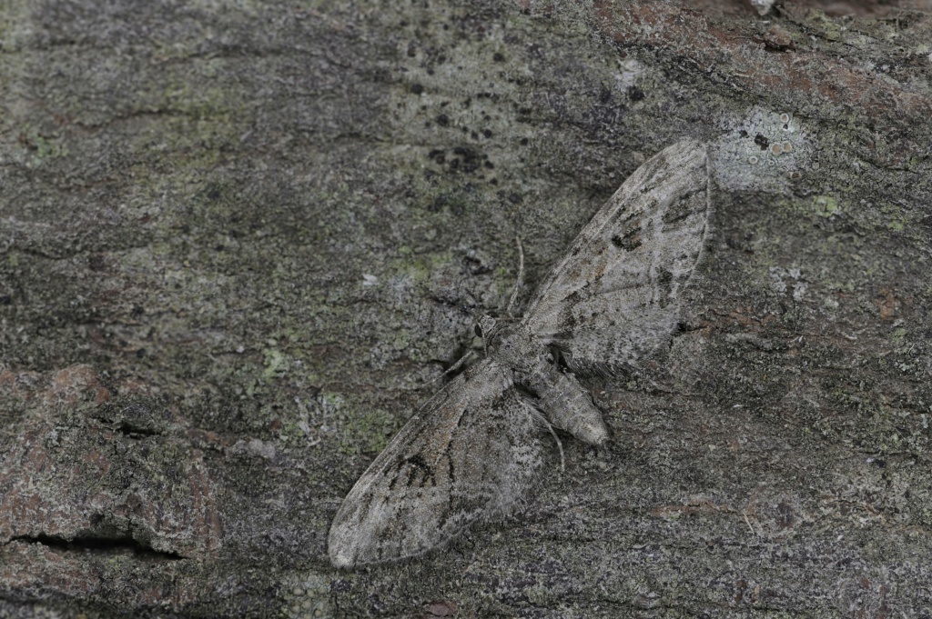 eupithecia exiguata Rectan18