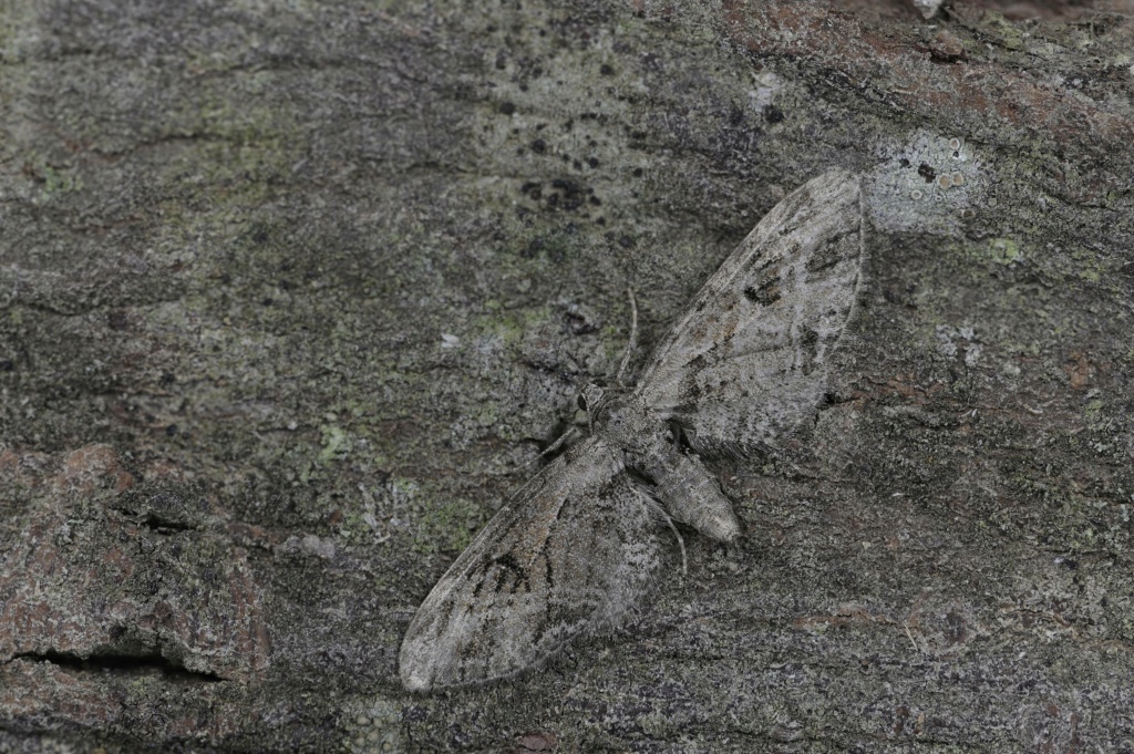 eupithecia - eupithecia exiguata Rectan18