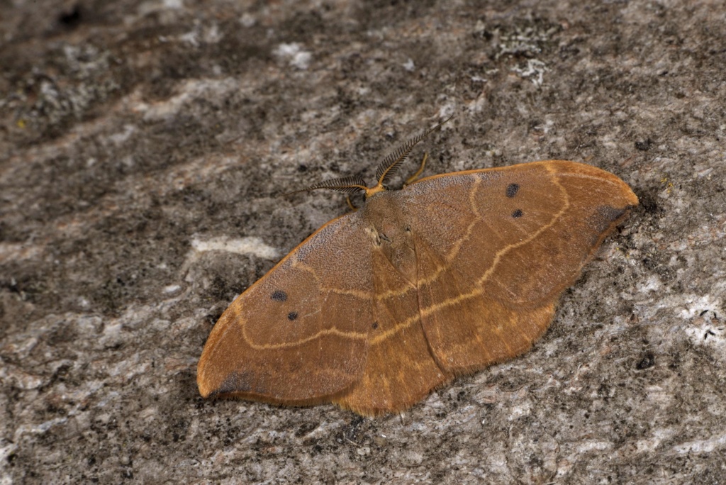 [Watsonella binaria et W. uncinula] Identification lépidoptère : Watsonella binaria ? Watson12