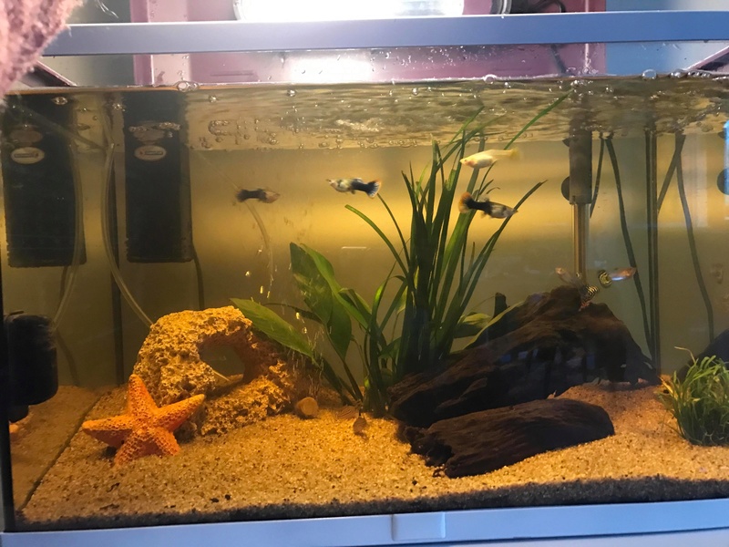 Eau jaune dans mon aquarium 60litres 29830710